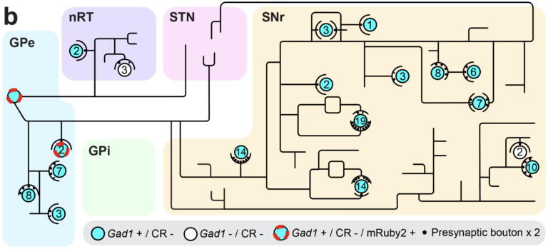 Machine Neuron Map Research - Park Lab @ KAIST